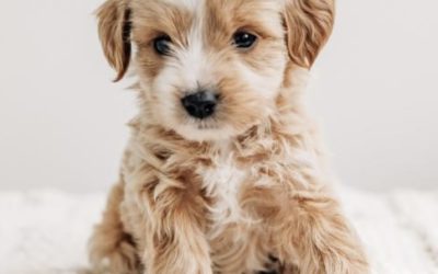When to Spay or Neuter Your Puppy: A Holistic Breeder’s Guide