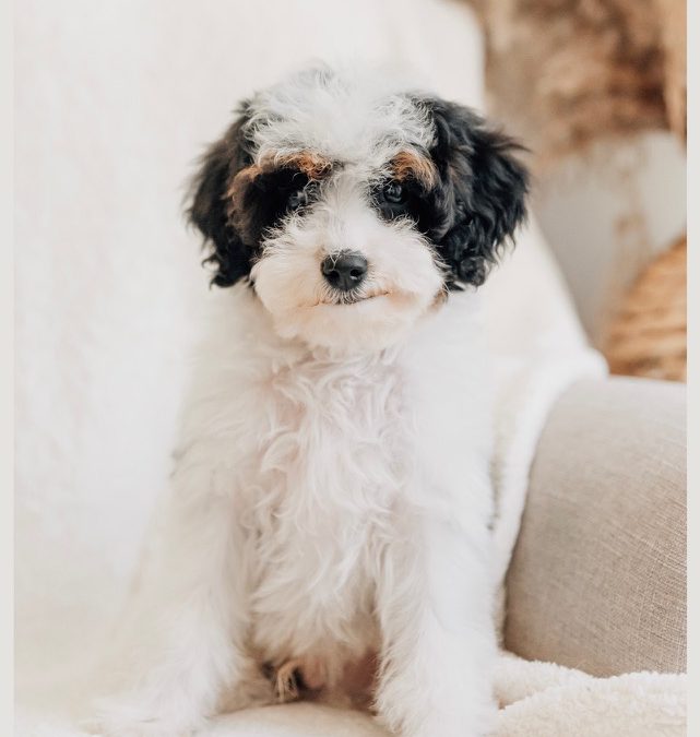 The Truth About Older Puppies (And Why They’re Actually Worth MORE!)