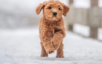 Natural Flea and Tick Control for Dogs in Ohio: 2026 Guide to Safe, Effective Methods
