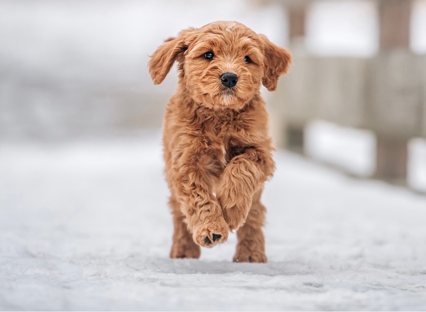 Natural Flea and Tick Control for Dogs in Ohio: 2026 Guide to Safe, Effective Methods