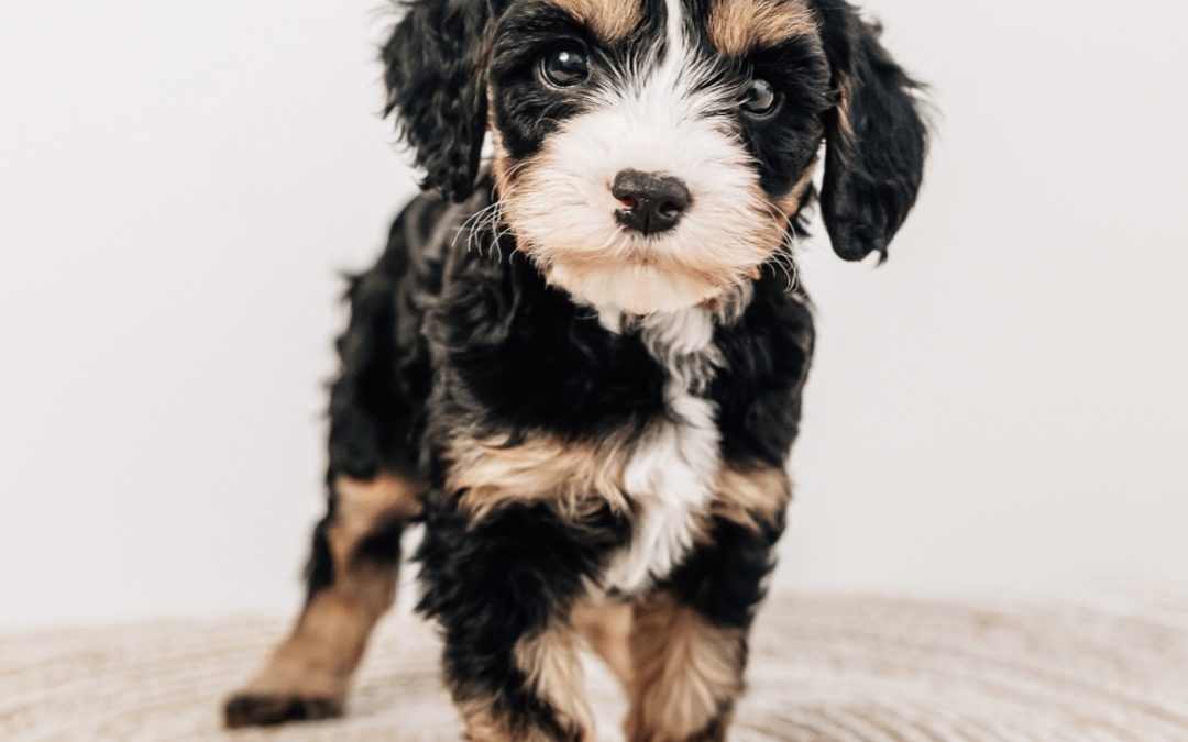 How to Adopt a Doodle Puppy in Northeast Ohio: Complete Guide for Cleveland Area Families (2026)