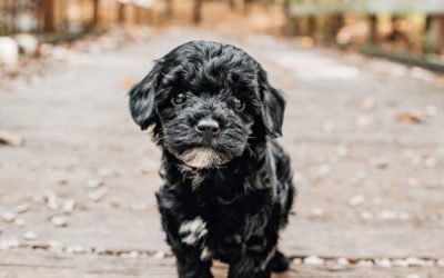Non-Aversive Training: What It Means For Your Doodle