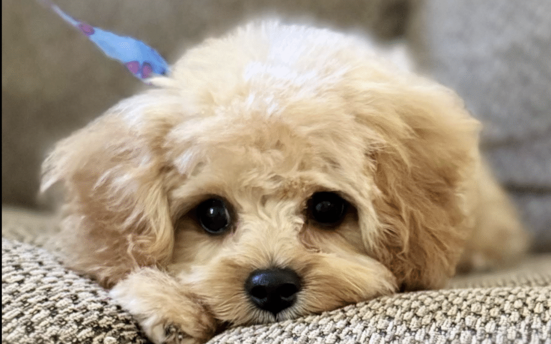 Housebreaking Your Puppy: The Ultimate 2026 Guide to Success